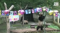 Групово парти за рождения ден на шест панди организираха в