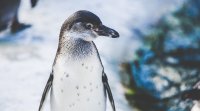 Полицията в Будапеща арестува пингвин избягал от зоологическа градина в