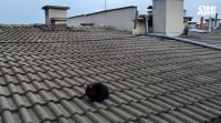 В Русе зоозащитници спасиха коте умишлено оставено да живее на