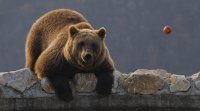 Черна мечка, с тегло около 250 кг, е нанесла щети
