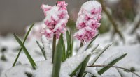 Месец февруари започва с валежи предимно от сняг и със