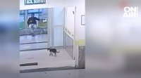 Котка със счупен крак в Турция сама намери пътя до
