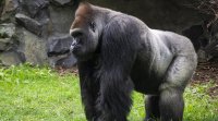 Куче едва се спаси от горила в зоопарк в американския град