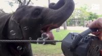 Тексаска зоологическа градина засне вълнуващи кадри на слонче, което си