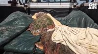 Върнаха в океана три костенурки спасени преди седмици от риболовна