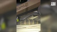 Властите в Съединените щати хванаха алигатор в кола Полицаи преследвали