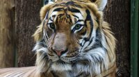 12 годишният тигър Путин който обитаваше зоопарка в Минесота е починал