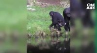 Представител на най редкия вид шимпанзета в света се роди в