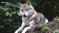 Вълци нападат ферми във Варненско и удушават животните в стопанствата