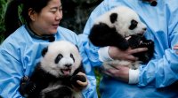 Панди близнаци празнуваха рожден ден в зоопарк в Белгия Бао Мей