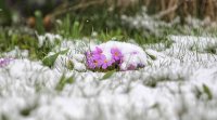 Слаб сняг заваля следобед в района на хижа Перелик  в Родопите