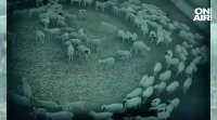 Мистериозно явление беше заснето във ферма в Китай На кадрите