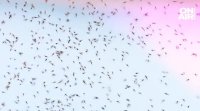 Акция за пръскане срещу комари през есента Третирането на зелени