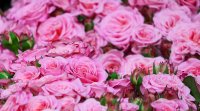 Протест на розопроизводители В Казанлъшко разсипаха набрания розов цвят в