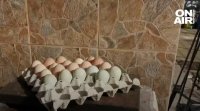 Кокошки в ловешко село снасят зелени яйца. Новината бързо обиколи