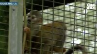 Дванадесет маймуни бяха откраднати от зоопарк в Луизиана миналия уикенд