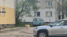 Сигнал от Helpbook: Куче без повод напада, стопанинът нехае 