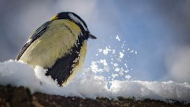 Арктически студ се задава в Европа: Сурова зима след Коледа