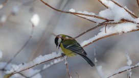Зимата идва преждевременно: Арктически студ и сняг обхващат части от Европа в края на ноември