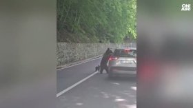 Мечка нападна българин в Румъния, опериран е по спешност (ВИДЕО)