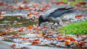 Времето в неделя: Облаци и валежи