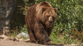Въвеждат крути мерки заради забелязаната мечка в Карлово