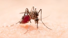 Южна Корея обяви национална тревога заради малария