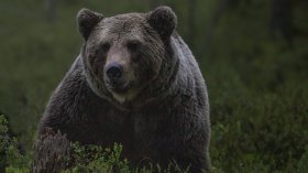 Мечка откъсна бронята на автомобил в Румъния