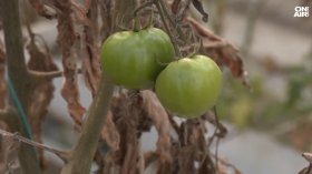 Оранжериите ни пустеят заради евтин внос и скъп ток (ВИДЕО)