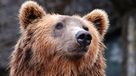 Мечка се появи край Симеоновския лифт на Витоша
