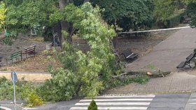 Паднал клон заради лошото време в Сливен прати мъж в болница