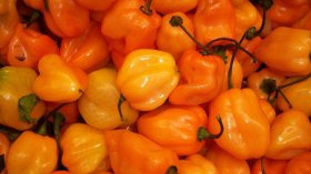 Климатичната криза заплашва лютивия сос: Изчезват чушките Scotch Bonnet