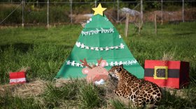 Коледни изненади за животните в Колумбия (СНИМКИ)