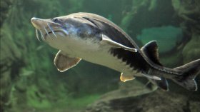 "Критично застрашена": България забранява улова на есетрови риби в Дунав и Черно море 