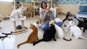 Спасителна мисия: Жена дава втори шанс за живот на бездомни котки в ОАЕ (СНИМКИ)