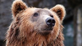 След нападението на мечка на Витоша: Дронове и фотокапани в акция край хижа "Рудничар"