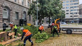 Бурята в столицата повали дървета, екипи разчистват щетите (СНИМКИ)
