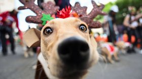 Коледно дефиле на кучета в Боливия (СНИМКИ)