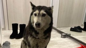 Ненад Цоневски, който прегази кучето Мая, е свободен срещу 5 000 лв. гаранция