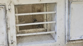 Без думи: Отглеждат гълъби в мазе на жилищна сграда в столичен квартал