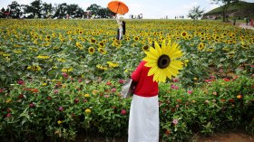 Слънчогледовият фестивал на най-пазената граница, който обединява двете Кореи (СНИМКИ)
