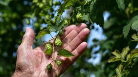 Бира под заплаха - германският хмелeн сектор е изправен пред сътресения