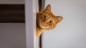 Нидерландски съд отказа на мъж да вижда котката си след развод