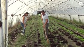 Маслини край Хисаря: Успешен експеримент показва как климатът променя земеделието