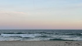 Морето изхвърли мъртъв делфин на плаж във Варна