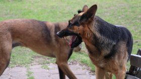 Три кучета нападнаха и нахапаха възрастна жена в Александрово