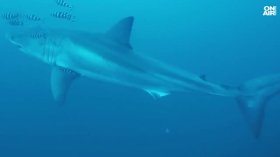 Уникални подводни снимки на голяма бяла акула в Средиземно море (+ВИДЕО)