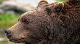Мечка унищожи 30 кошера и изяде 150 кг мед край Асеновград