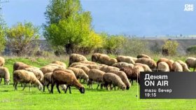 В "Денят ON AIR" днес от 19:15 часа: Контролът на храните по границата и нивото на река Дунав