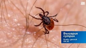 В "България сутрин" на 27 май от 09:30 часа: Какво да правим при ухапване от кърлеж?